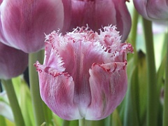 tulipsNL (10)